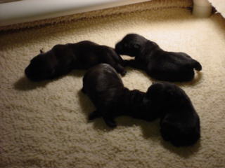 Austin-Harley pups